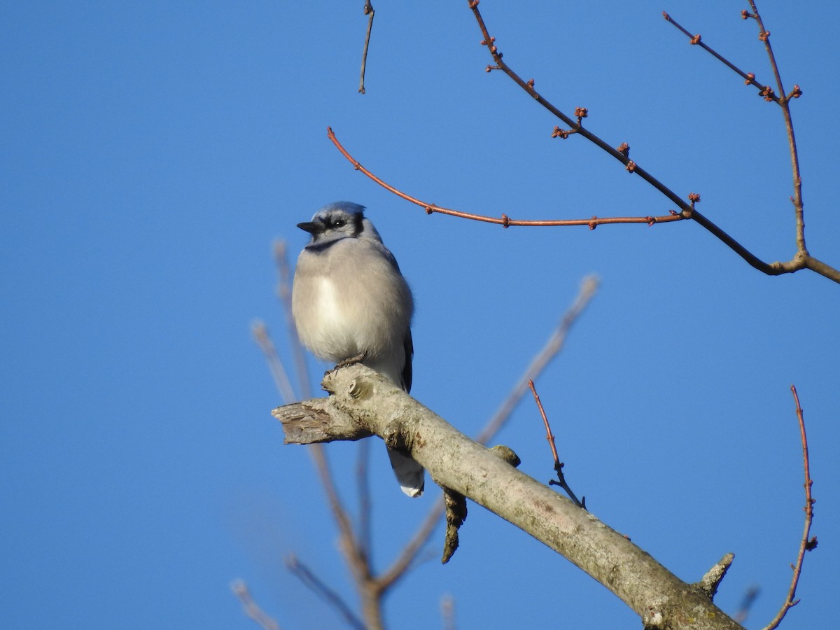 Blue Jay - ML632583891