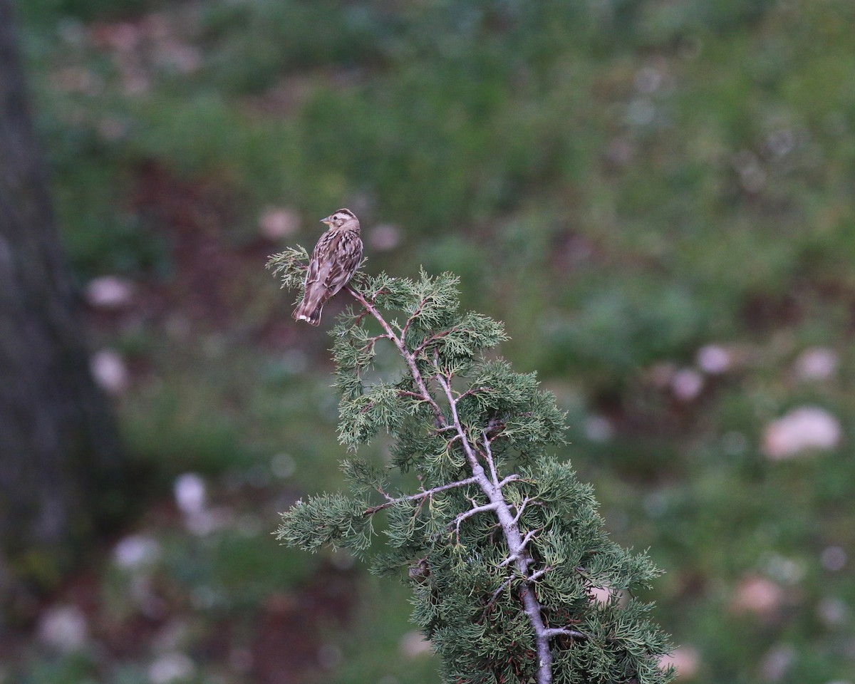 Rock Sparrow - ML632583948