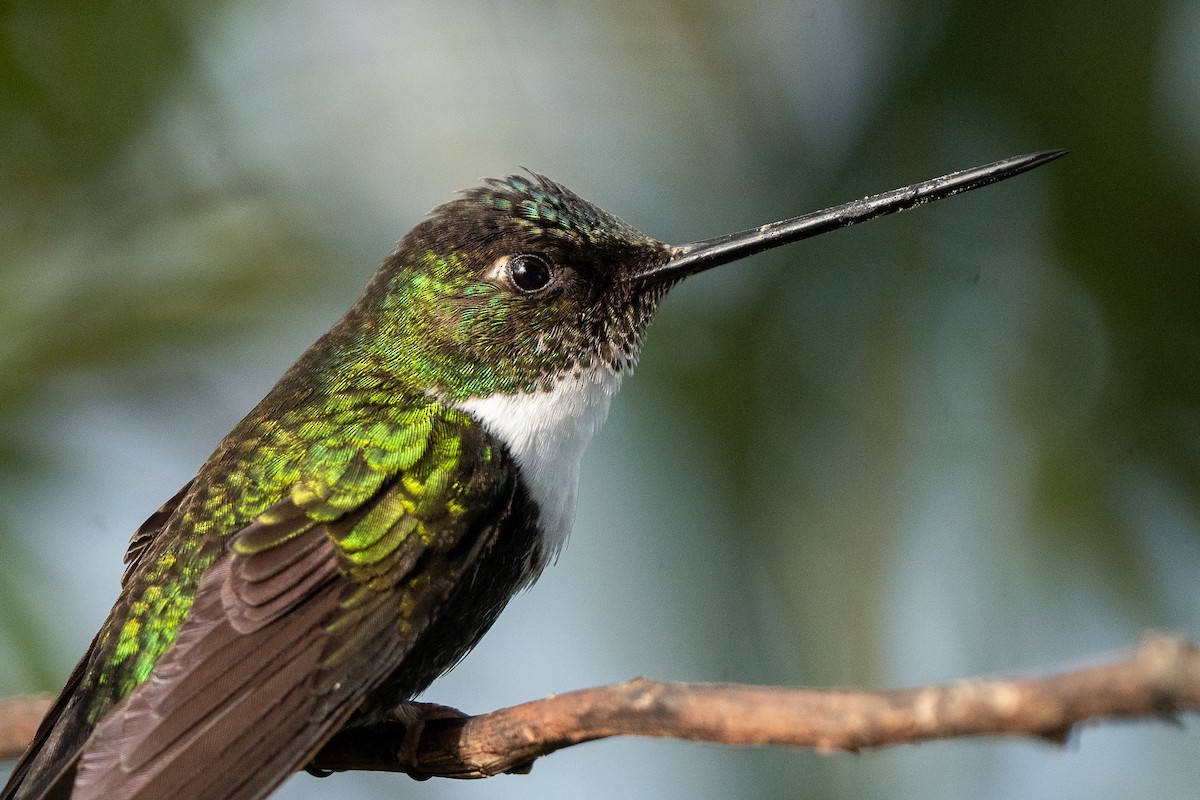 Collared Inca - ML632583951