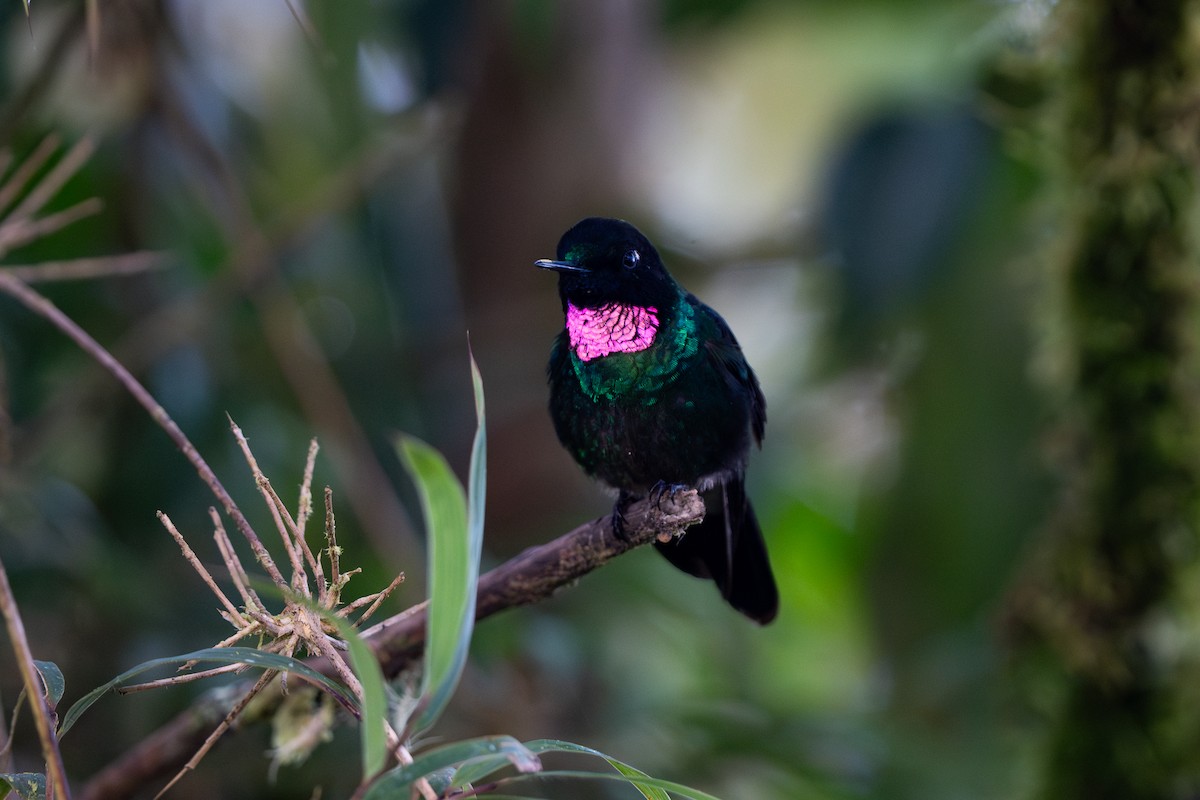 Tourmaline Sunangel - ML632583964