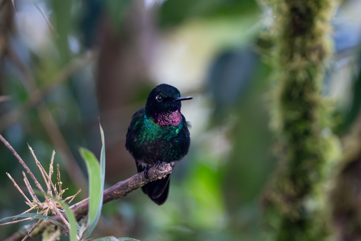 Tourmaline Sunangel - ML632583966