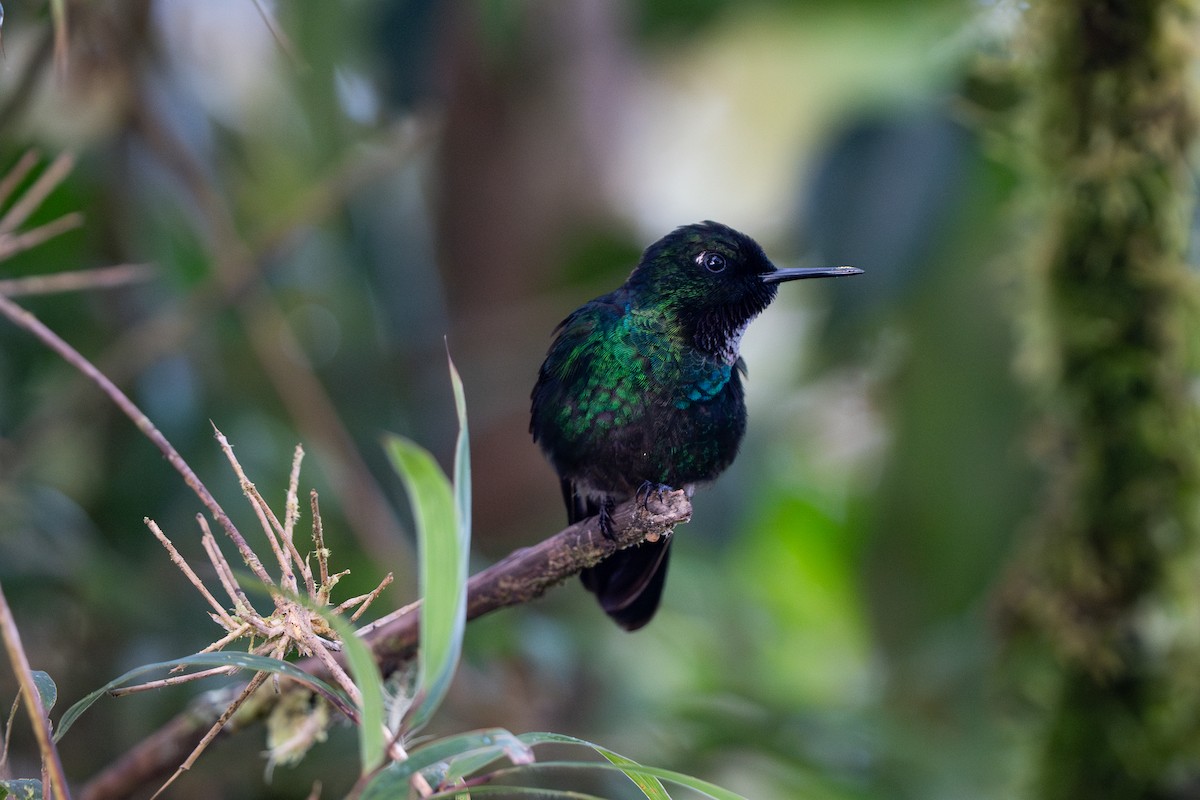 Tourmaline Sunangel - ML632583967