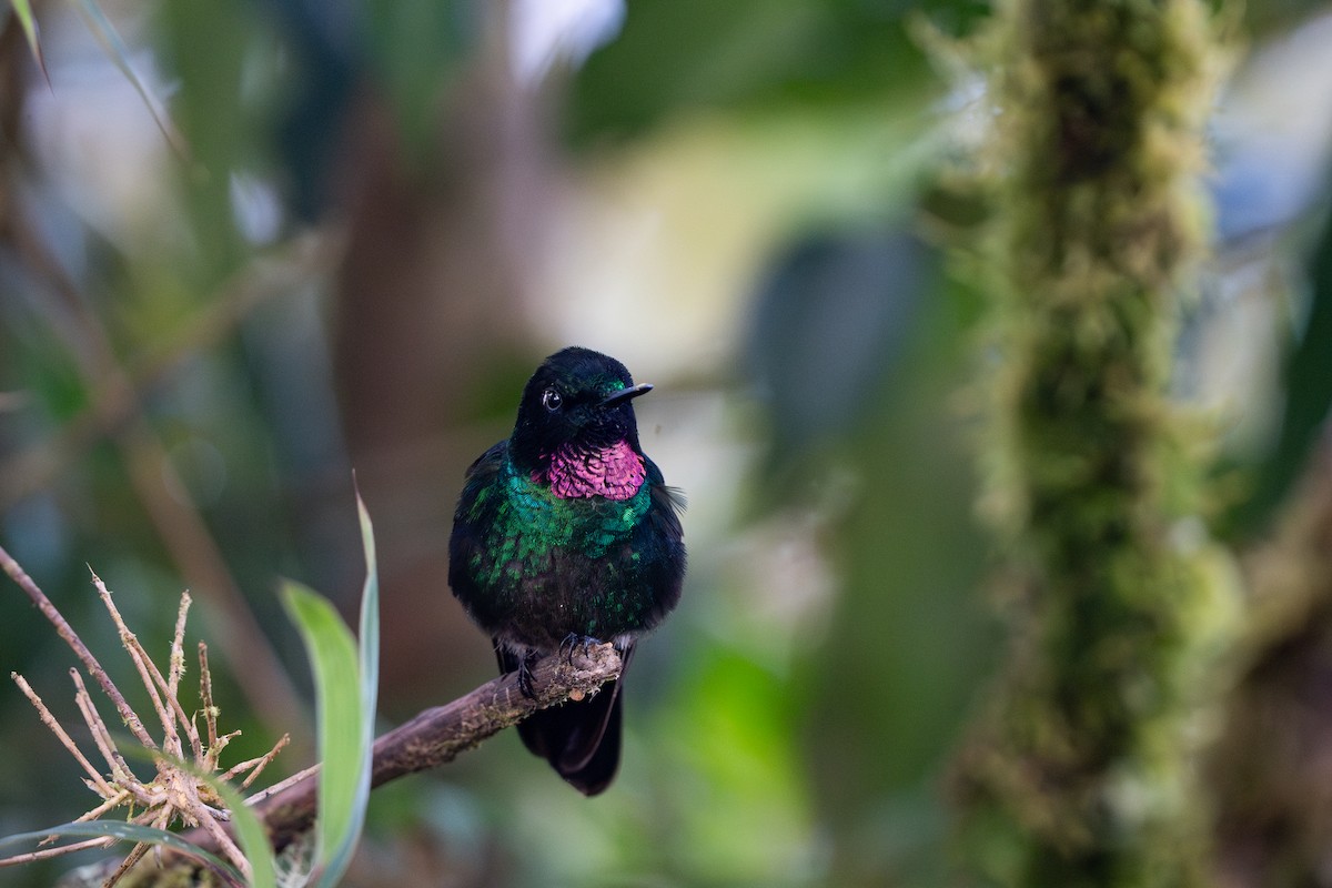 Tourmaline Sunangel - ML632583968