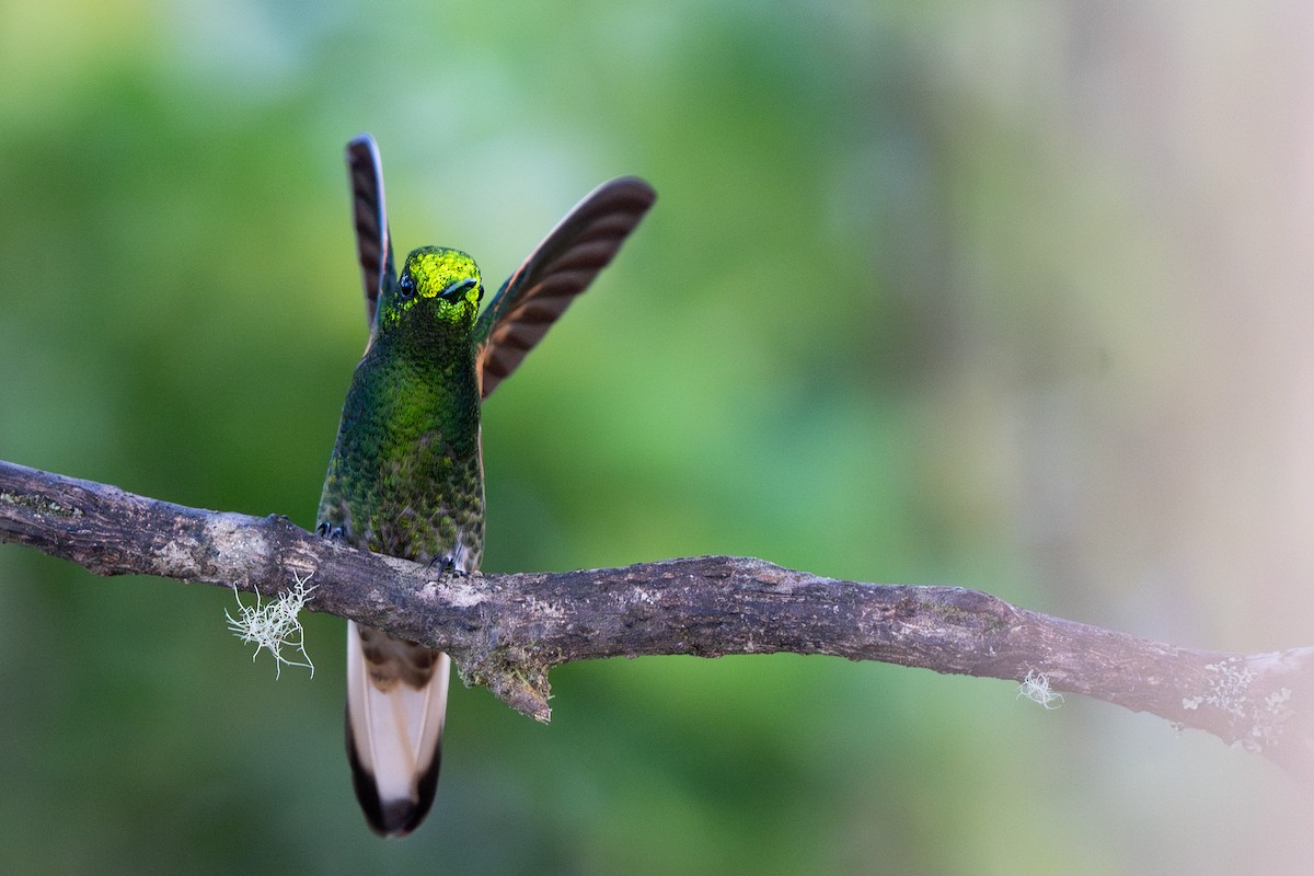 Buff-tailed Coronet - ML632583993