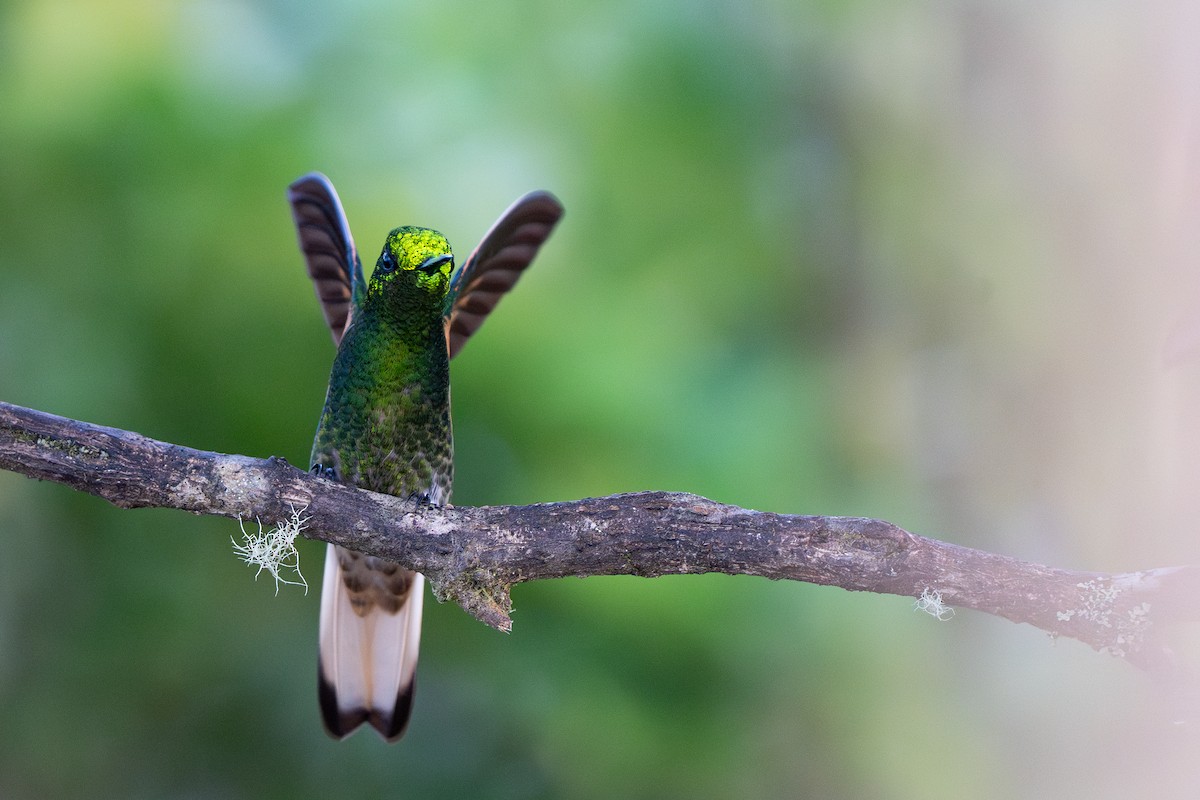 Buff-tailed Coronet - ML632583994