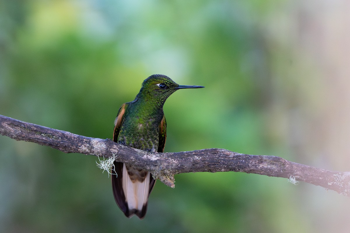 Buff-tailed Coronet - ML632583995