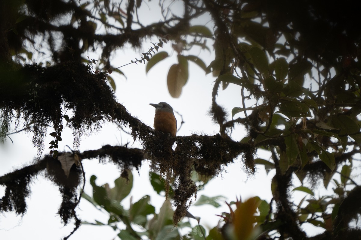 White-faced Nunbird - ML632584012