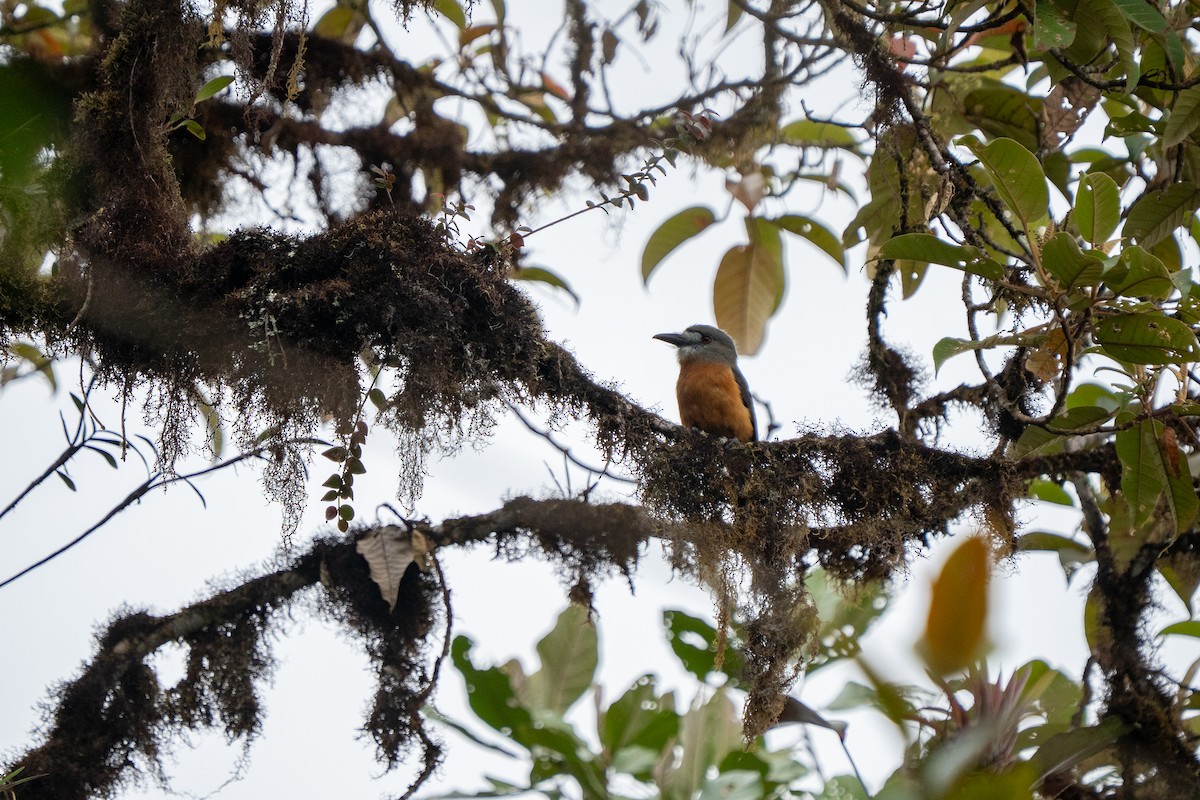 White-faced Nunbird - ML632584013