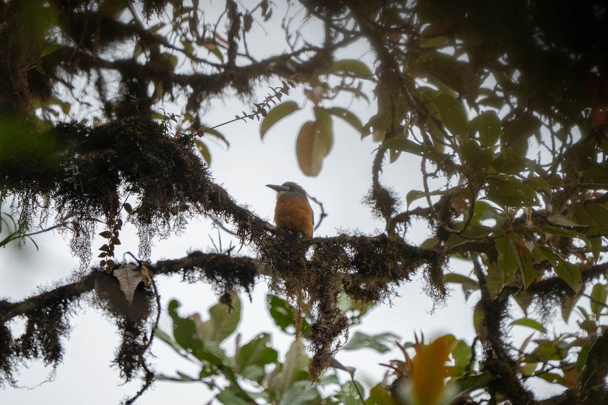 White-faced Nunbird - ML632584014