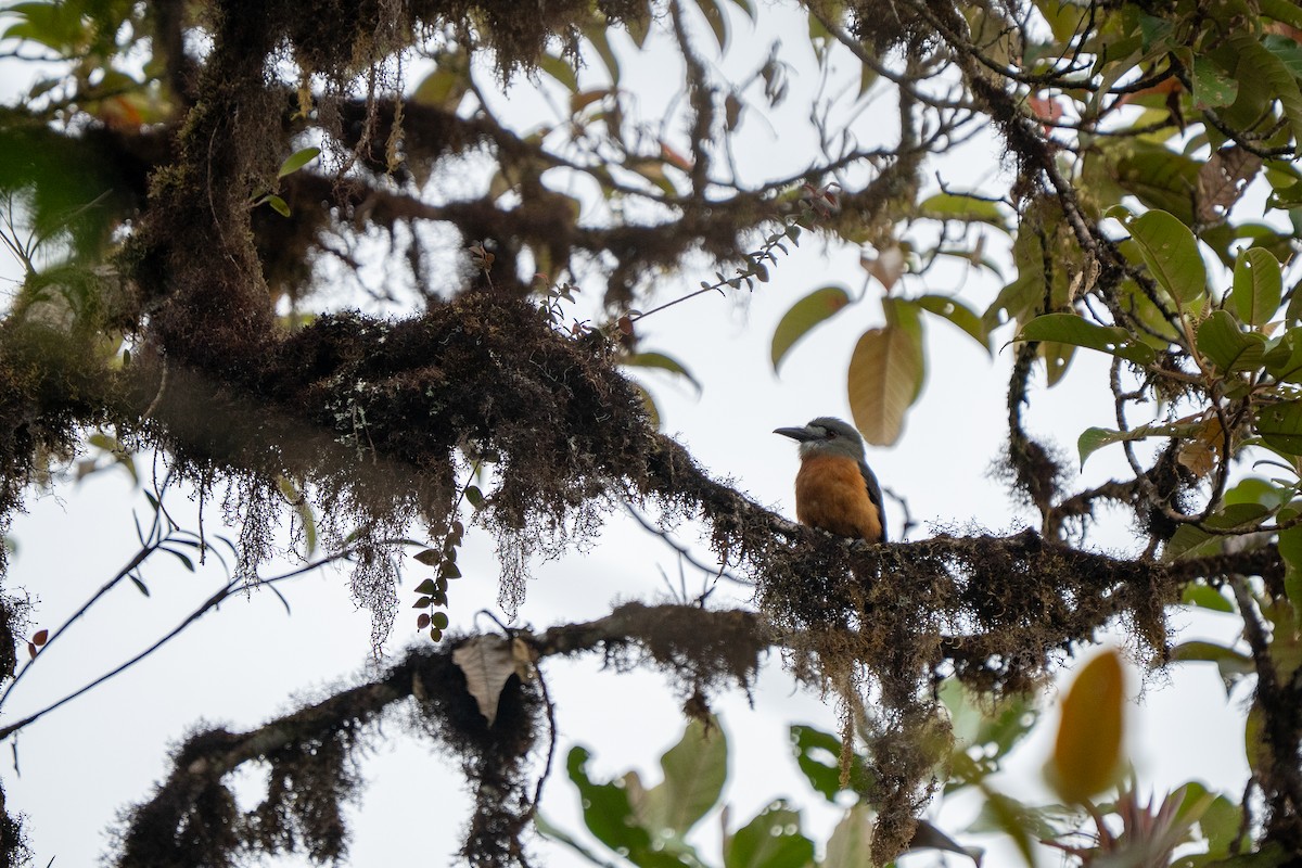 White-faced Nunbird - ML632584015