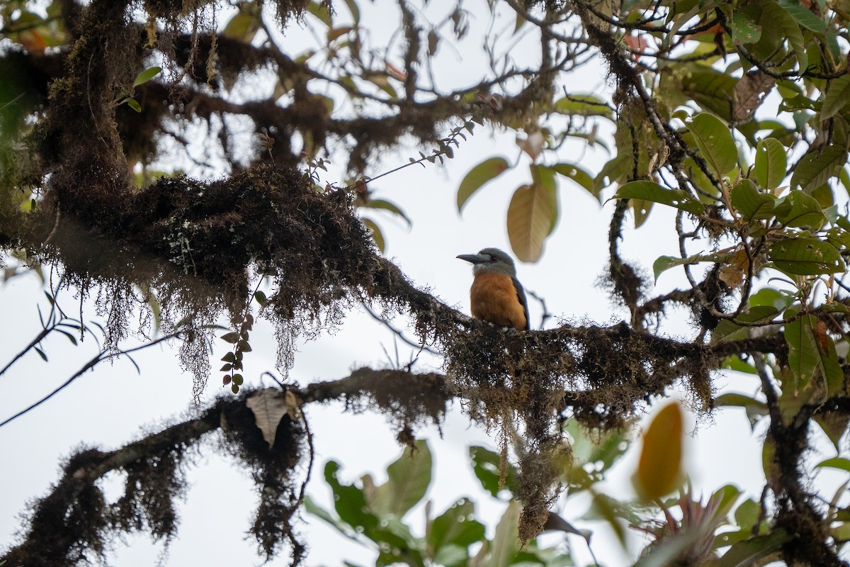 White-faced Nunbird - ML632584019