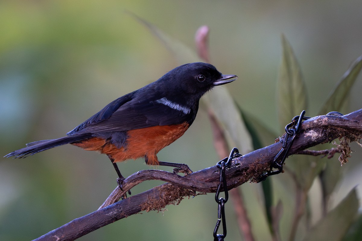 Chestnut-bellied Flowerpiercer - ML632584035