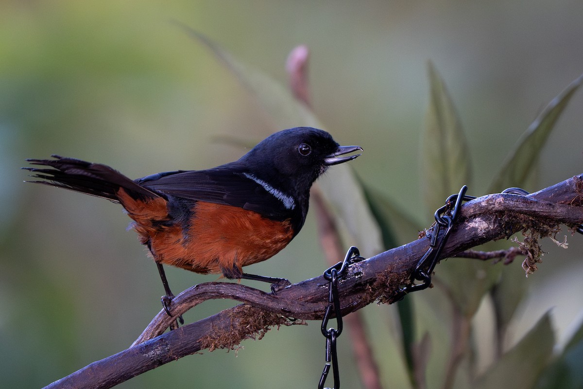 Chestnut-bellied Flowerpiercer - ML632584036