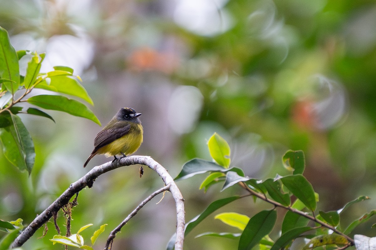 Ornate Flycatcher (Western) - ML632584129