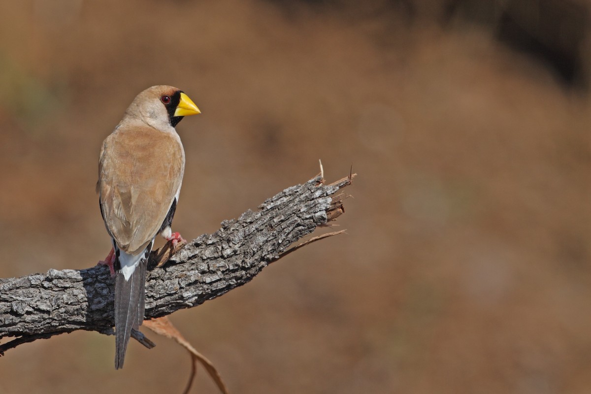 Masked Finch (Masked) - ML632584134