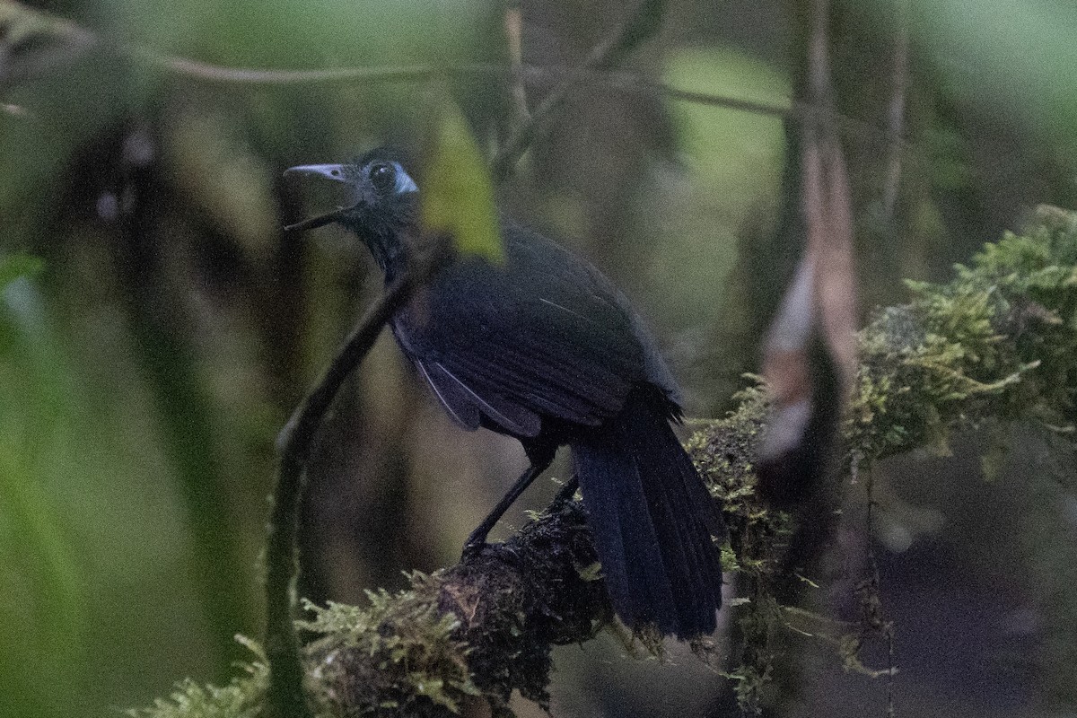 Zeledon's Antbird (Choco) - ML632584143