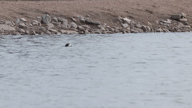 Bufflehead - ML632584144