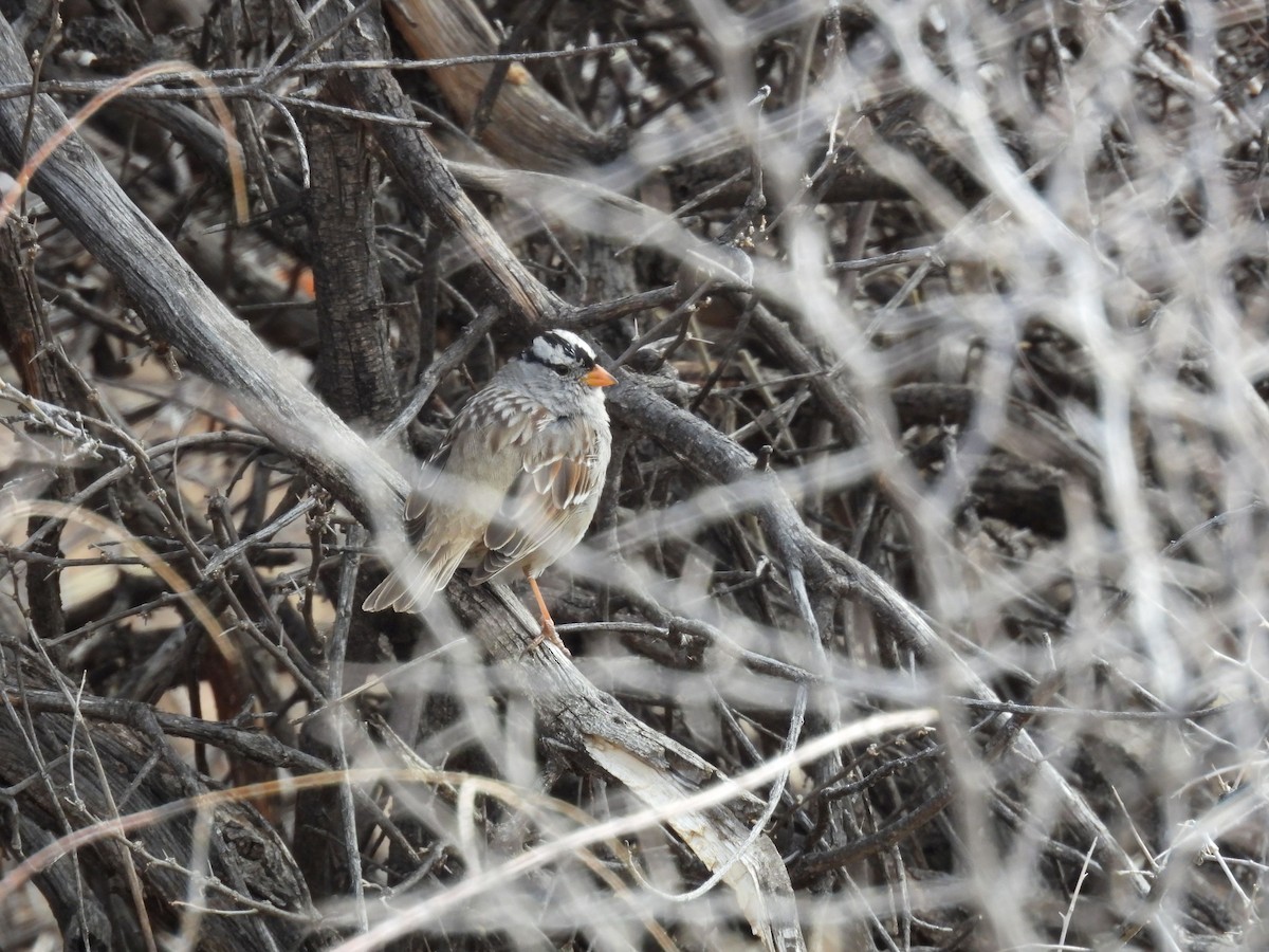 White-crowned Sparrow - ML632584172
