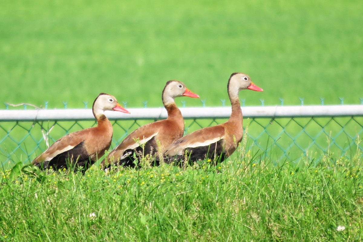 Black-bellied Whistling-Duck - ML63258421