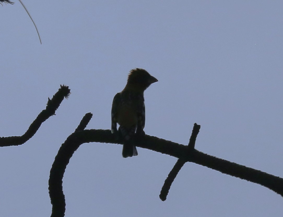 Blue Grosbeak - ML632584279