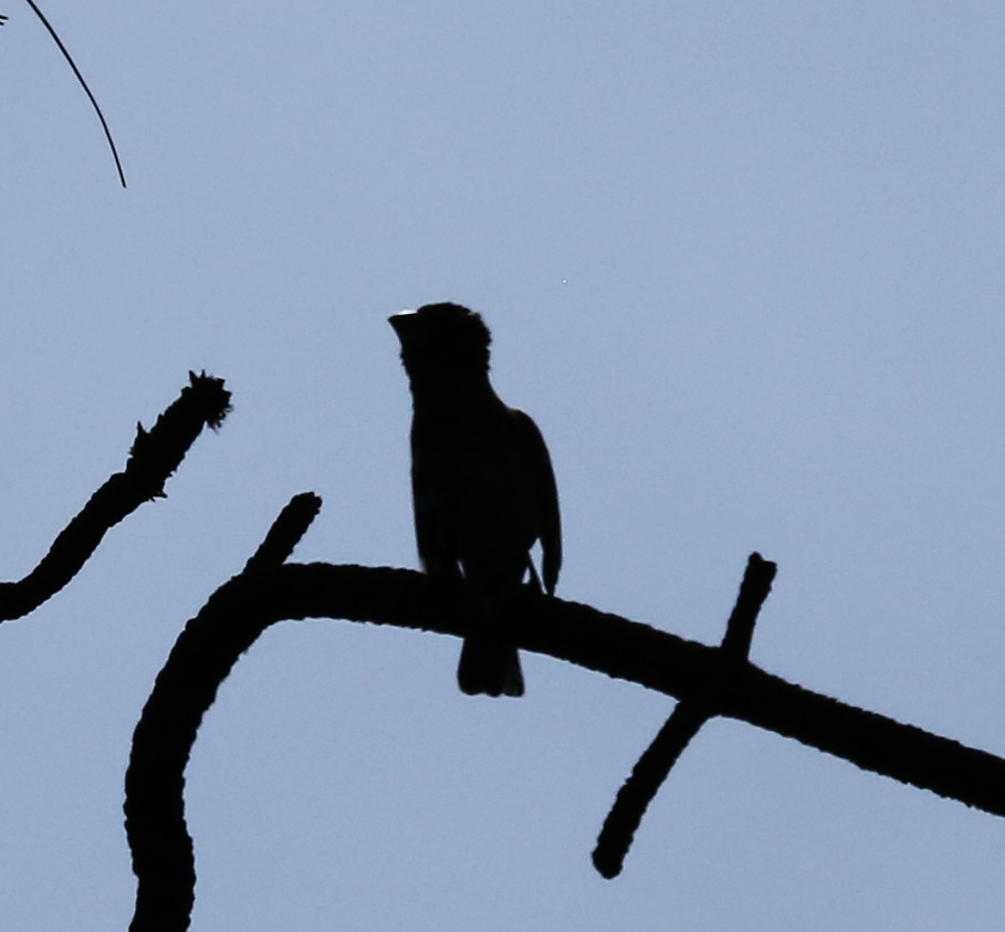 Blue Grosbeak - ML632584280