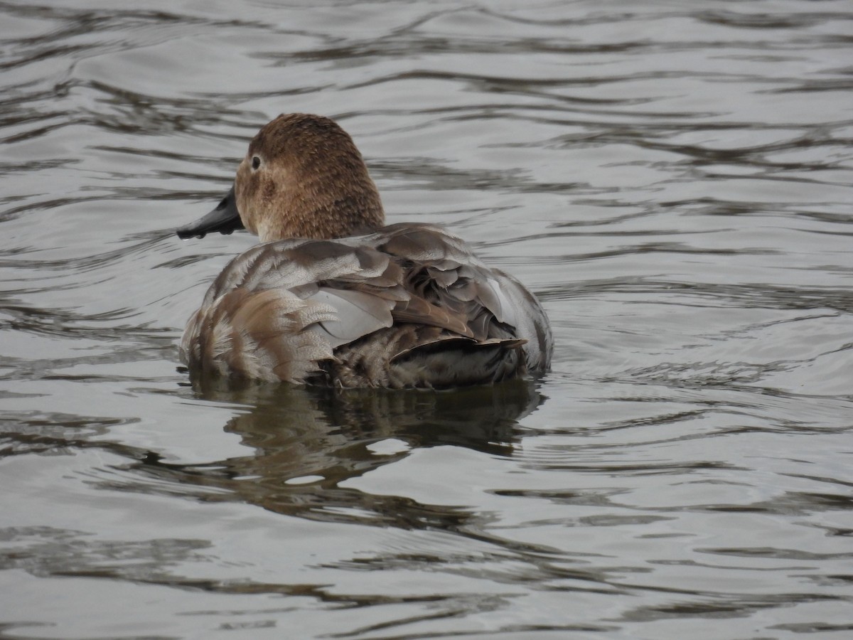 Canvasback - ML632584351