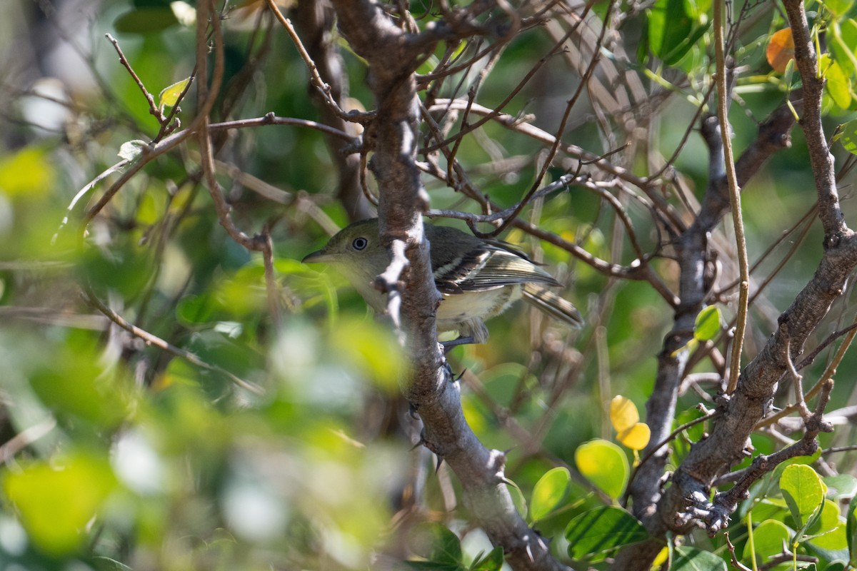 Jamaican Vireo - ML632584380