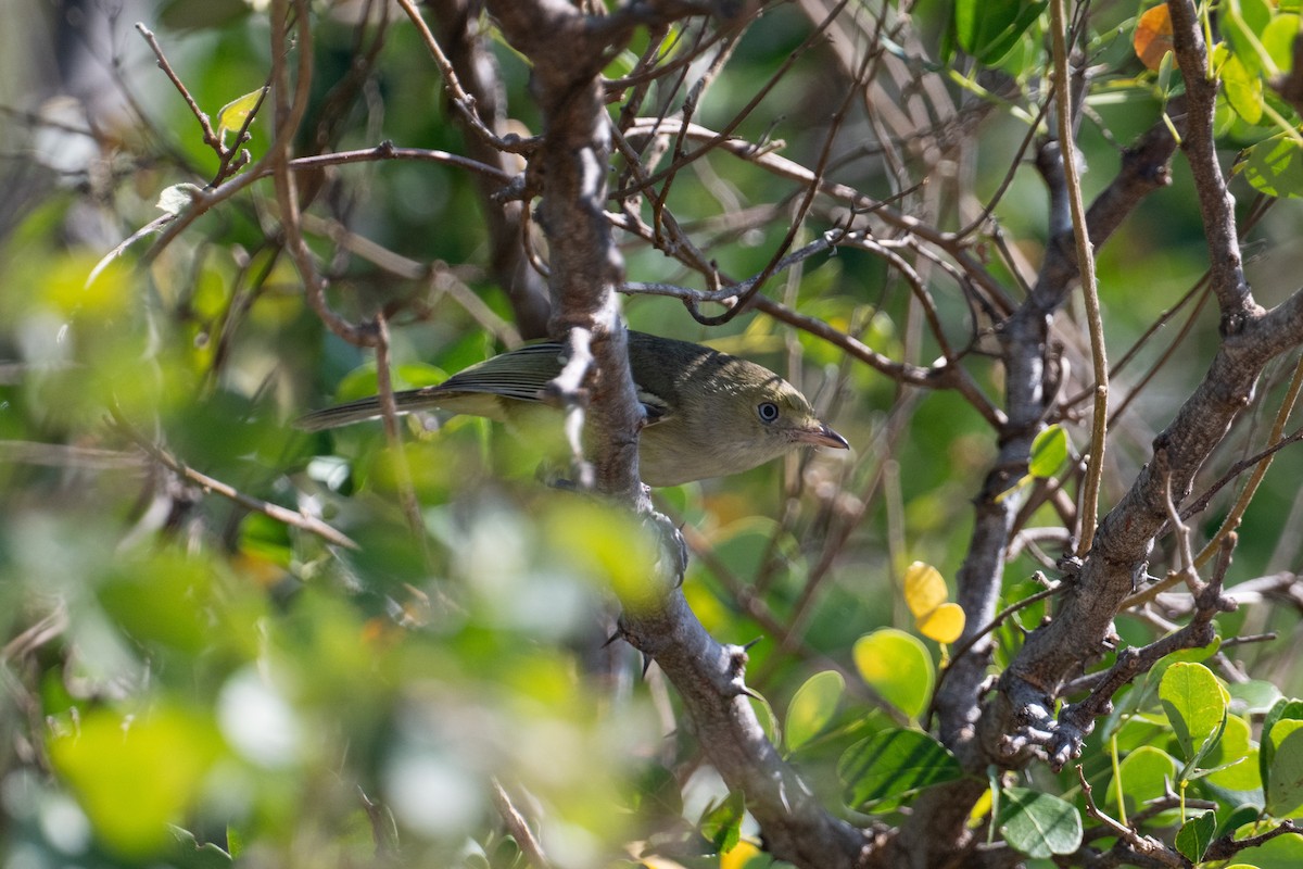 Jamaican Vireo - ML632584382