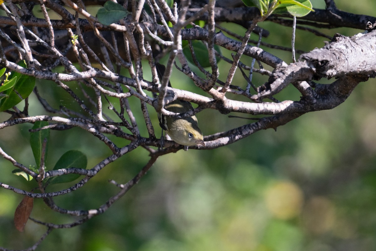 Jamaican Vireo - ML632584383