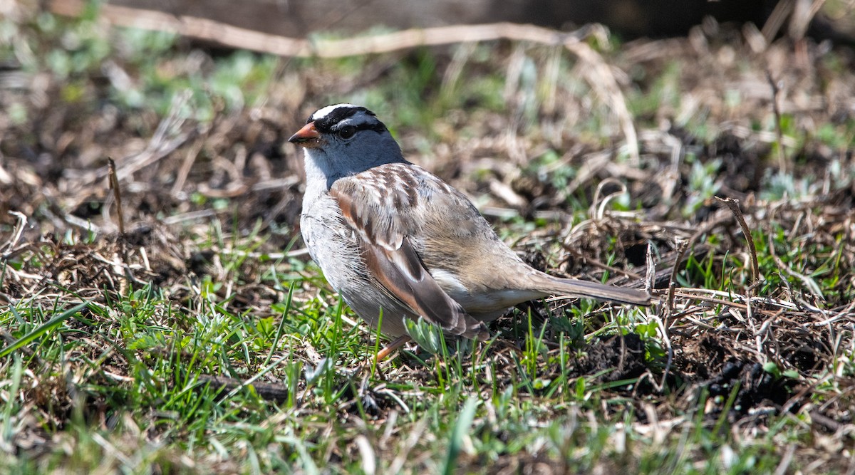 White-crowned Sparrow - ML632584386