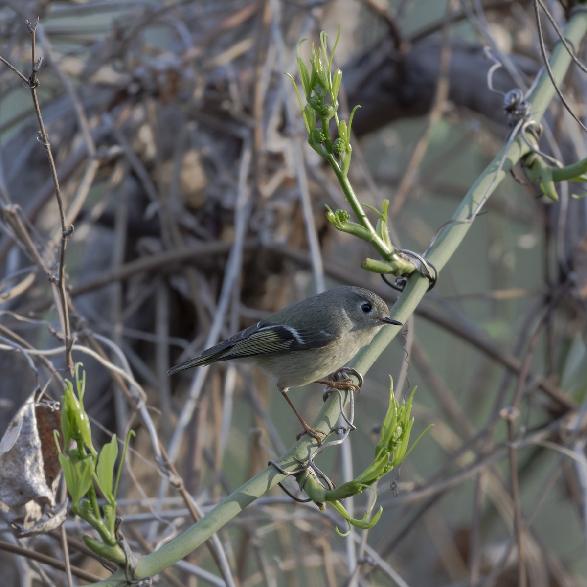 Ruby-crowned Kinglet - ML632584387