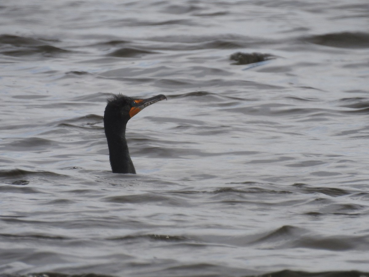 Double-crested Cormorant - ML632584405
