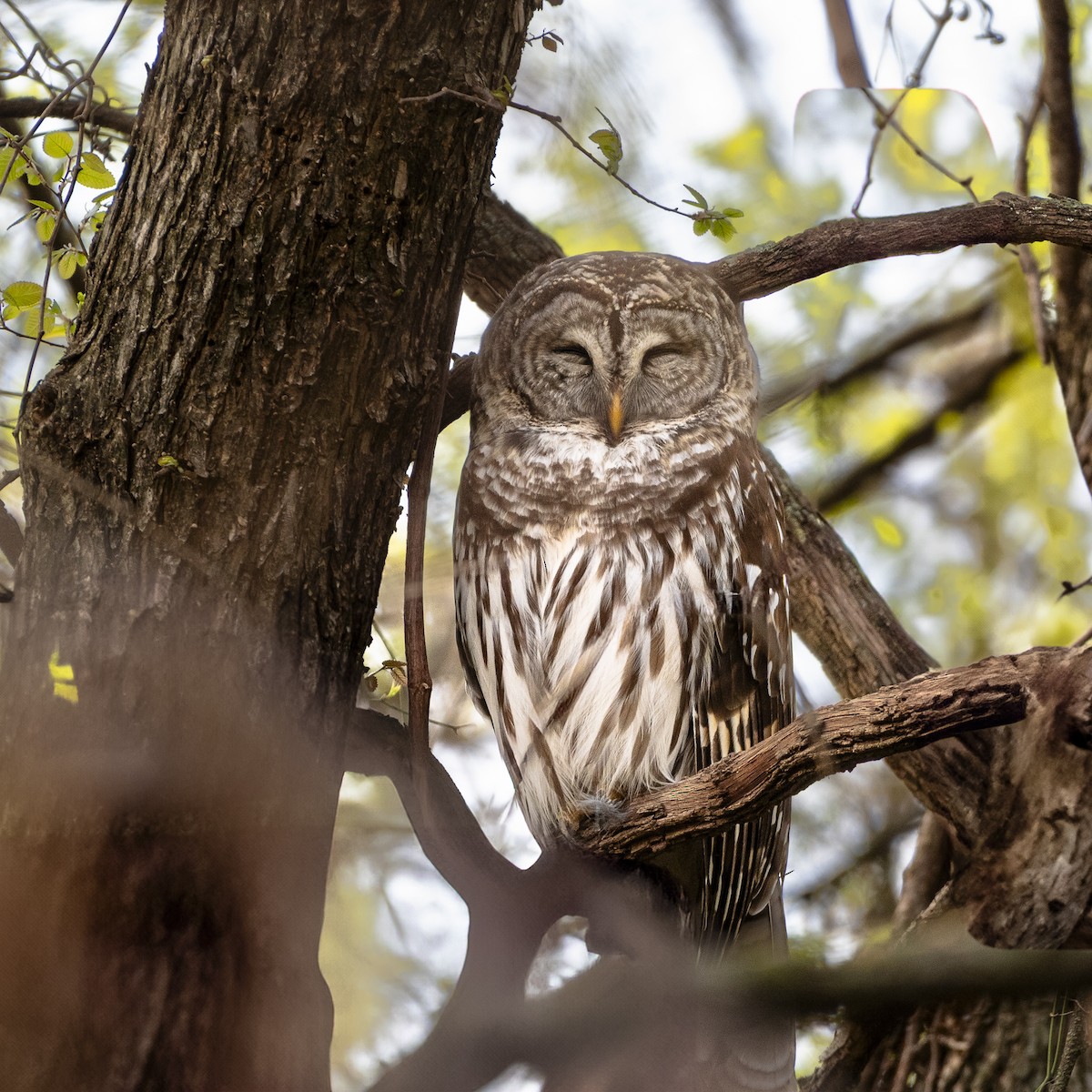 Barred Owl - ML632584410
