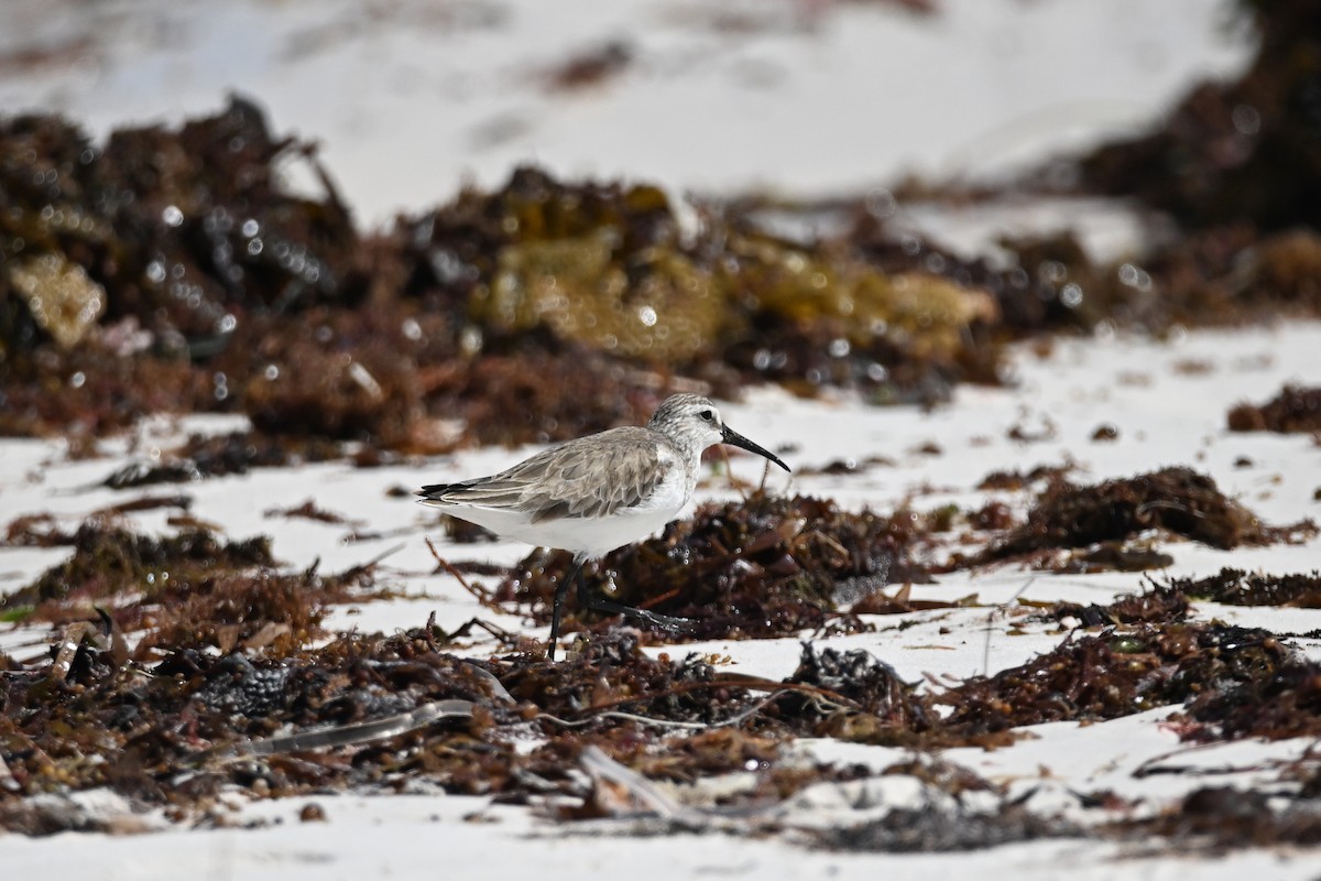 Curlew Sandpiper - ML632584413