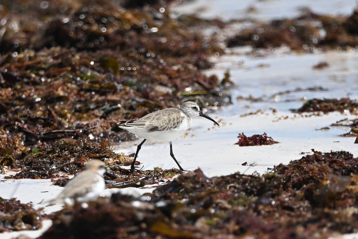 Curlew Sandpiper - ML632584415