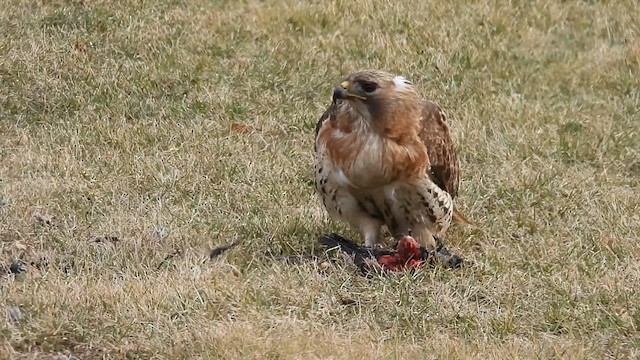Rotschwanzbussard - ML632584418