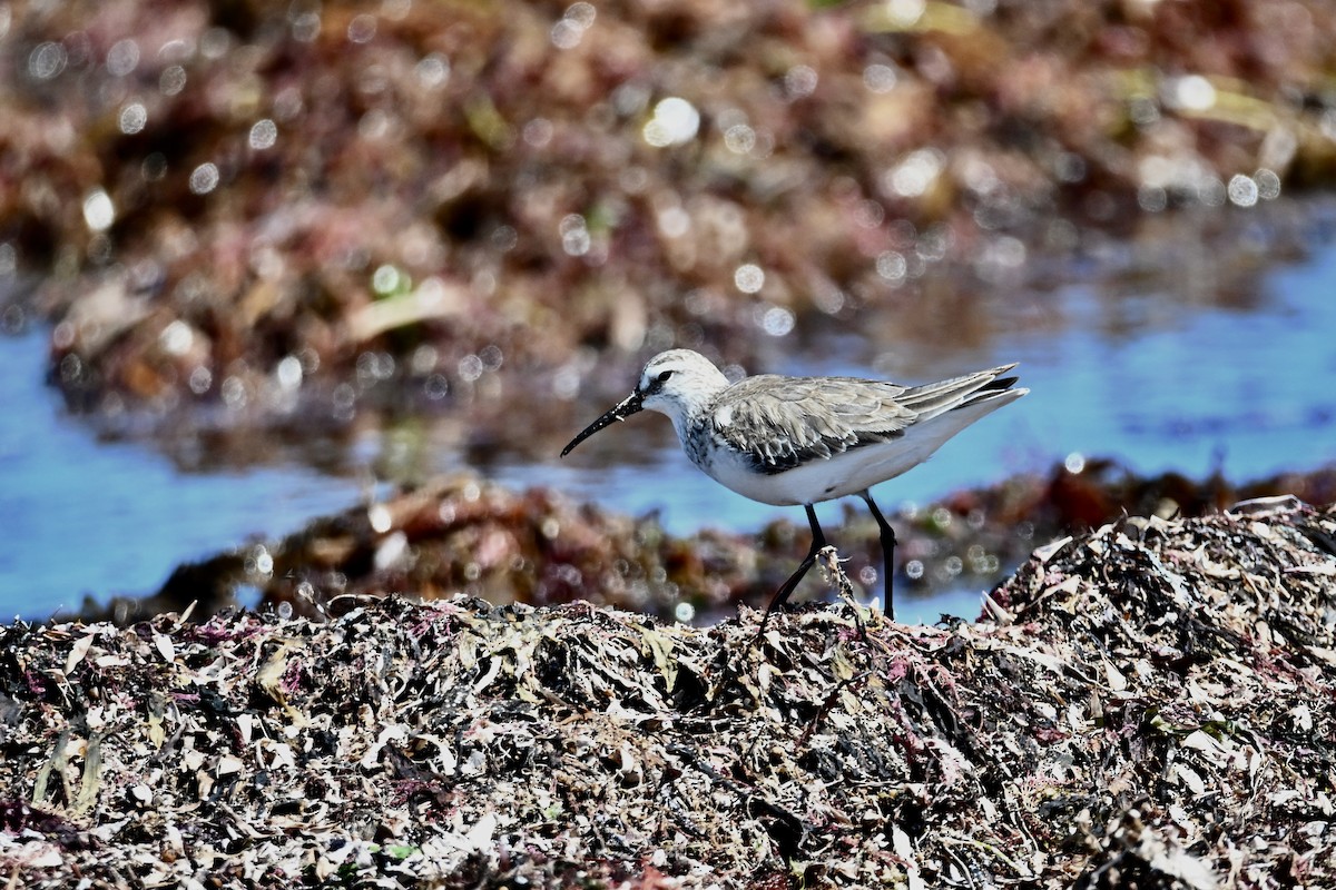 Curlew Sandpiper - ML632584419