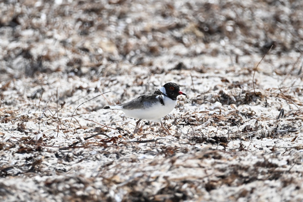 Hooded Plover - ML632584426