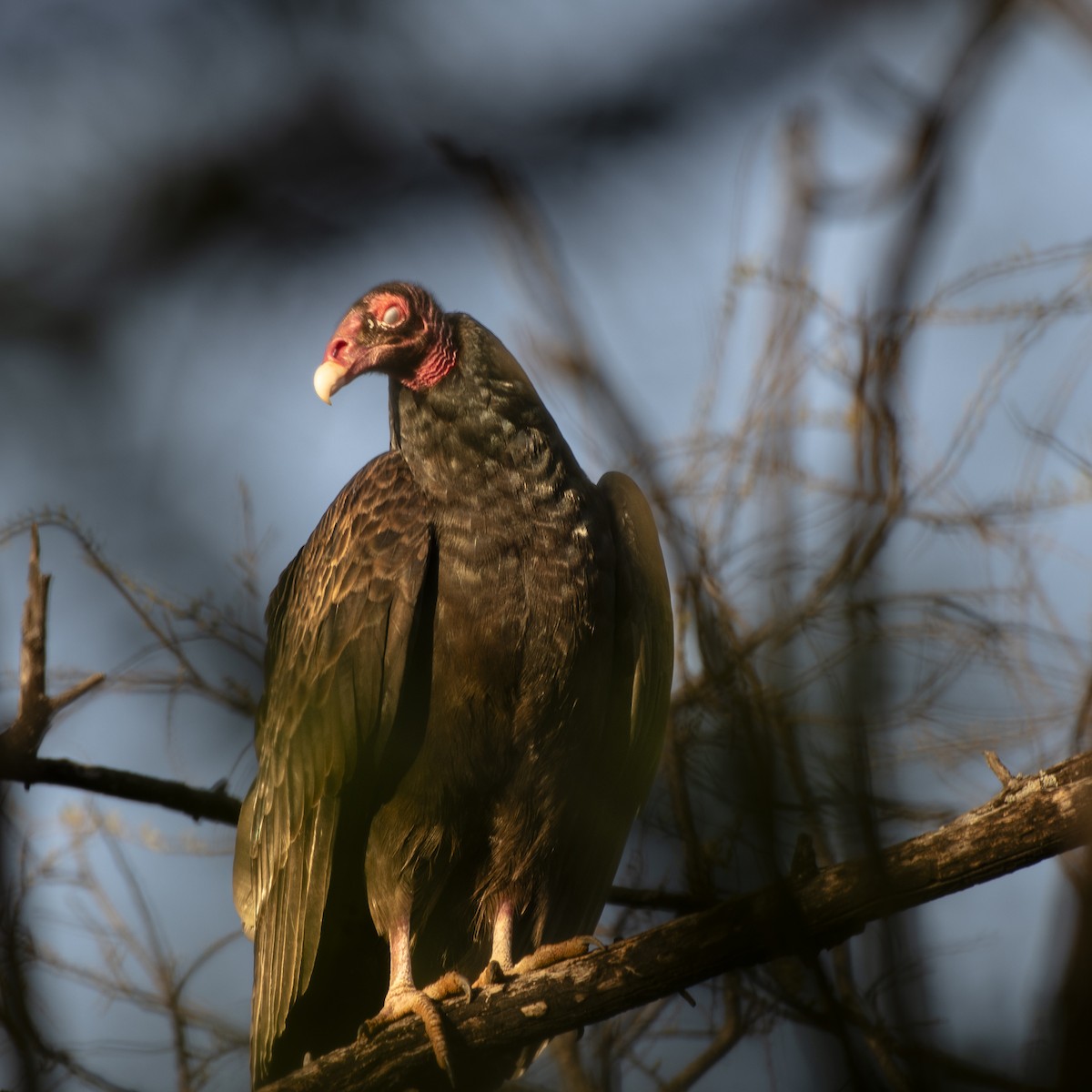 Turkey Vulture - ML632584472