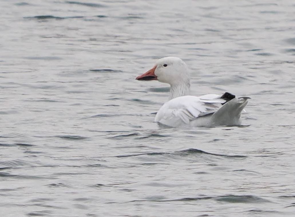 Snow Goose - ML632584480