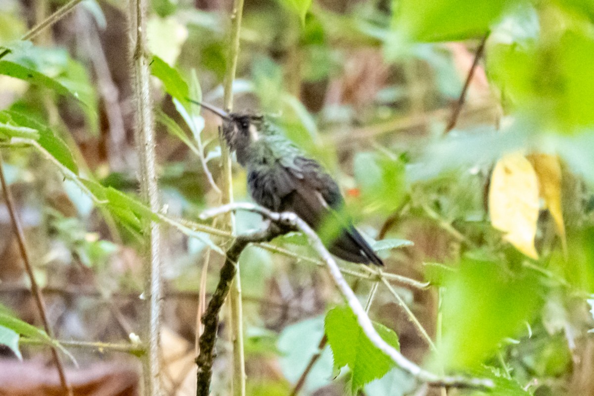 Amethyst-throated Mountain-gem - ML632584520