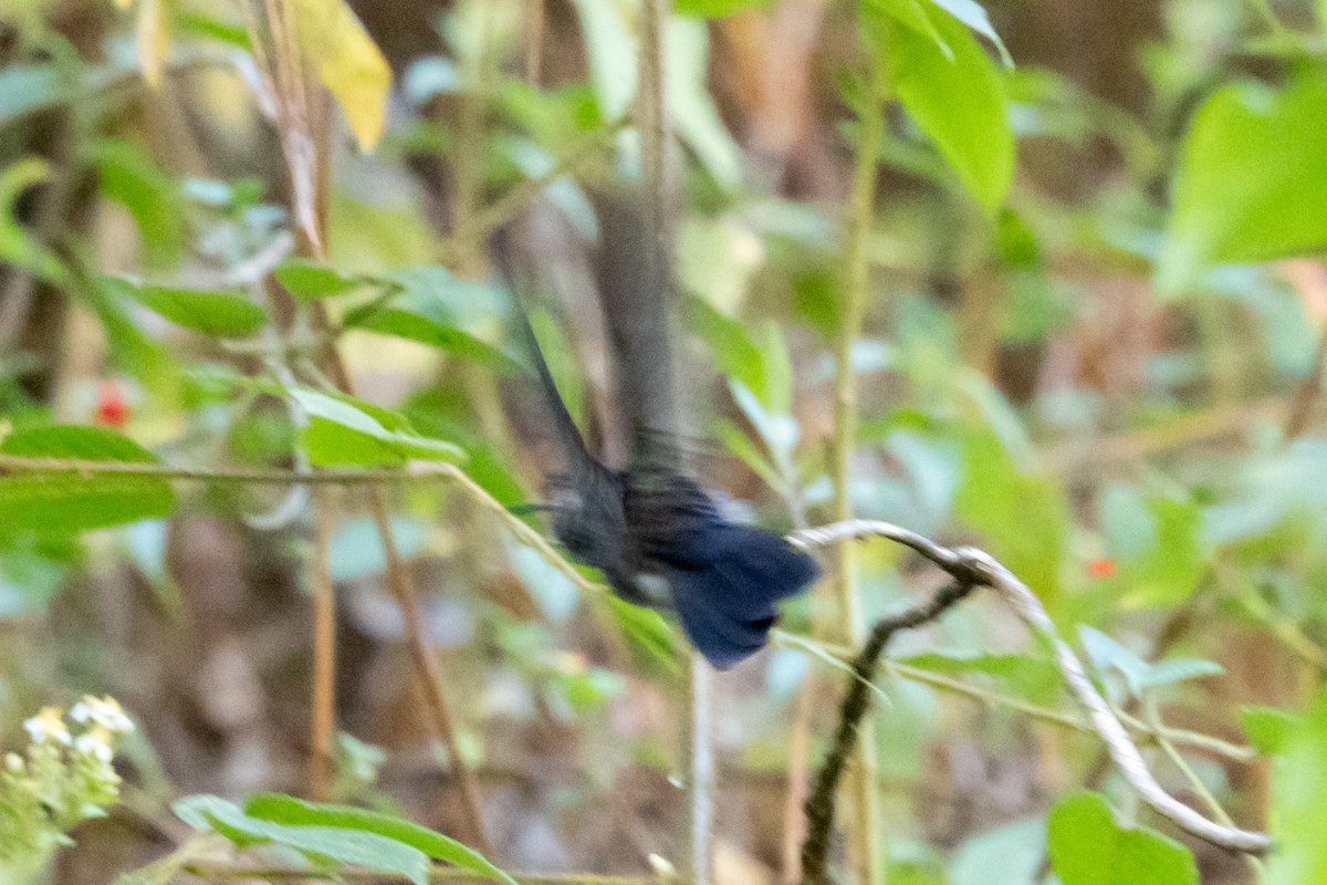 Amethyst-throated Mountain-gem - ML632584521