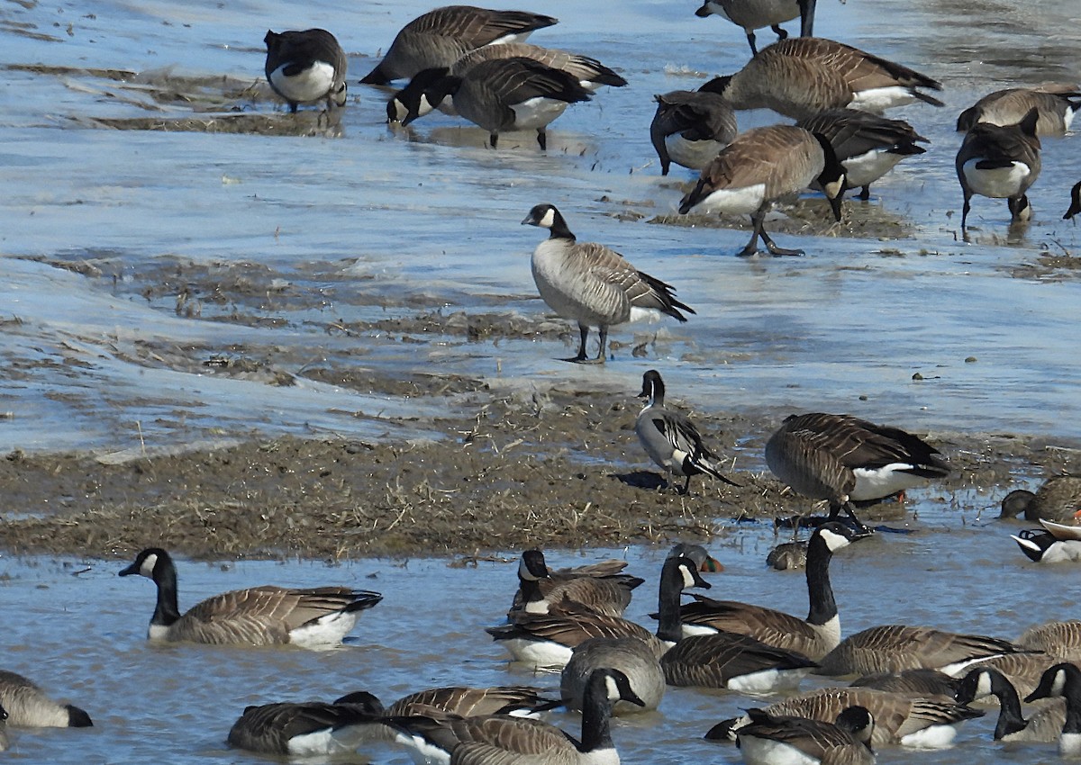 Cackling Goose - ML632584522