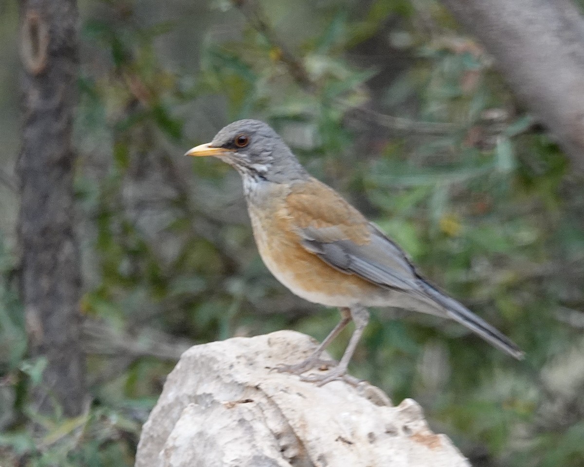Rufous-backed Robin - ML632584544