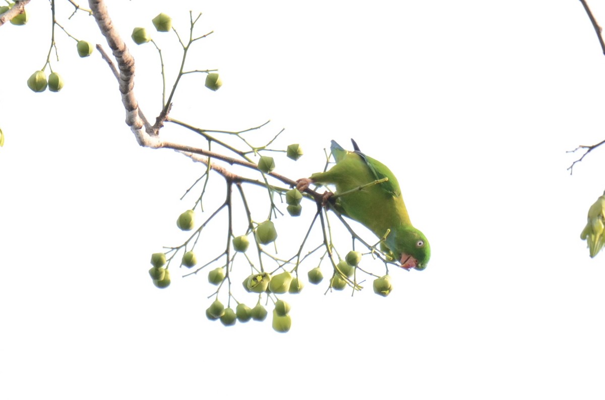 Vernal Hanging-Parrot - ML632584605