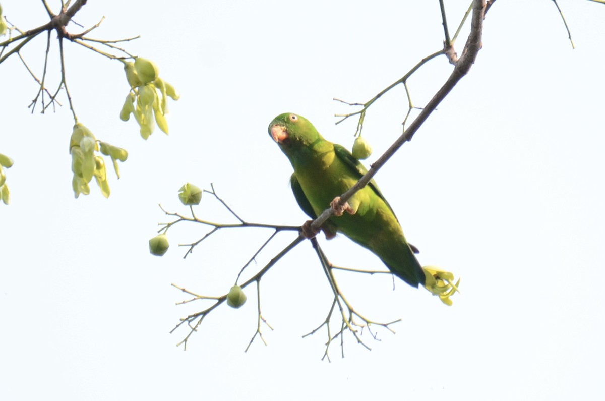 Vernal Hanging-Parrot - ML632584606