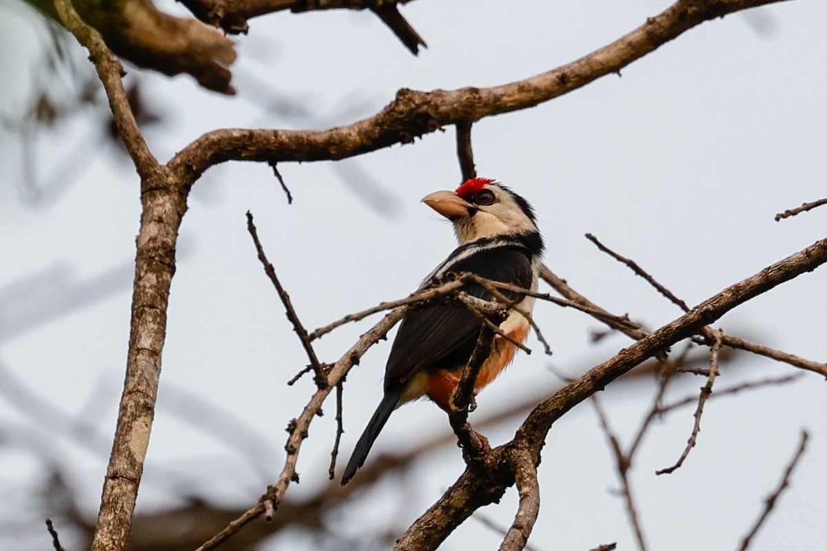 Black-backed Barbet - ML632584889