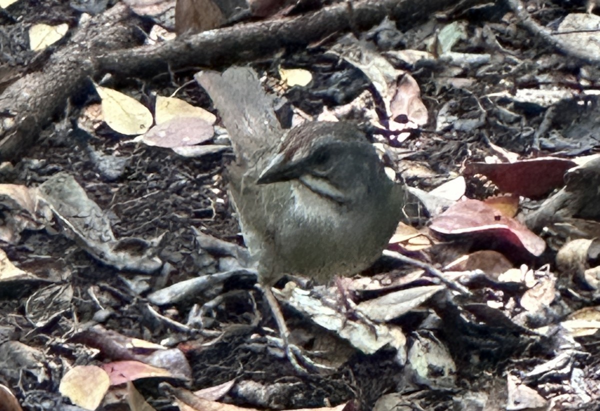 Zapata Sparrow - ML632585339