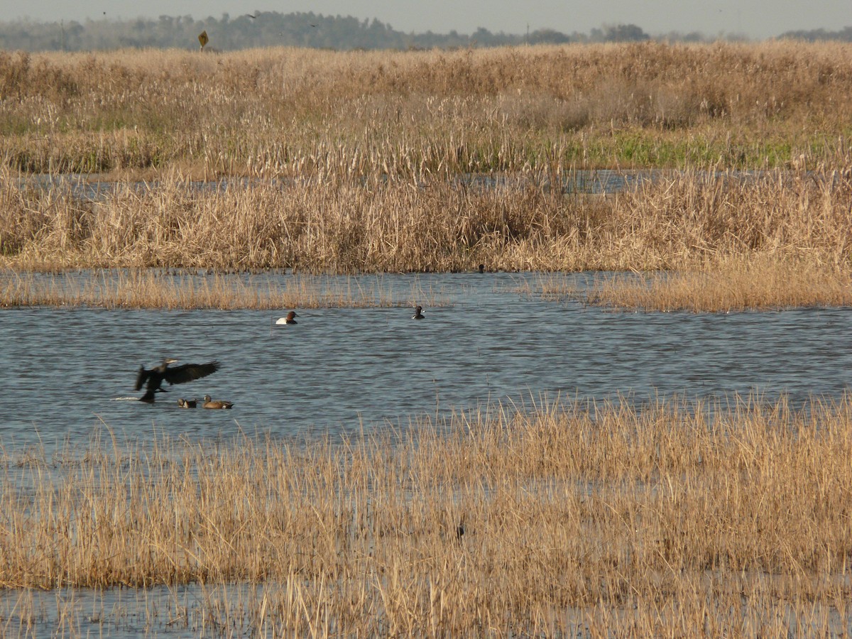 Canvasback - ML632585437