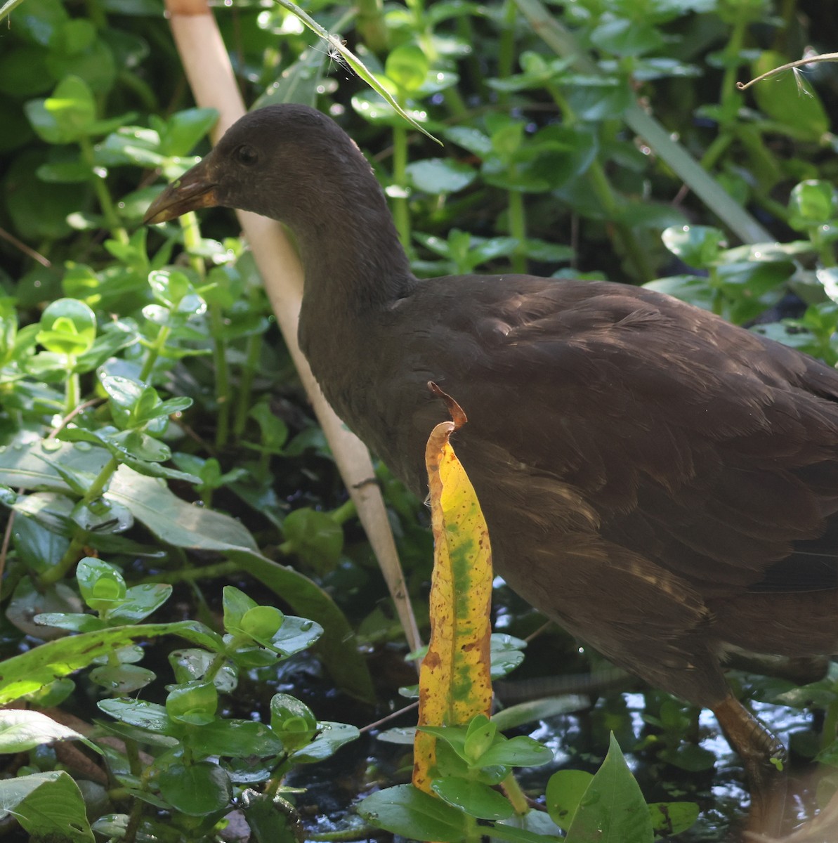 Dusky Moorhen - ML632585456